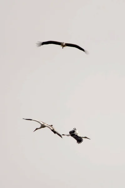 Ciconia ciconia - Beyaz leylek, Ciconiidae familyasından bir kuş türü.. — Stok fotoğraf