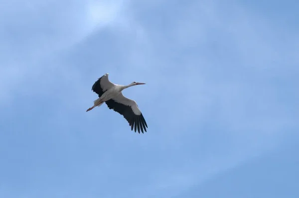 Ciconia ciconia - біла лелека - вид птахів родини Ciconiidae.. — стокове фото