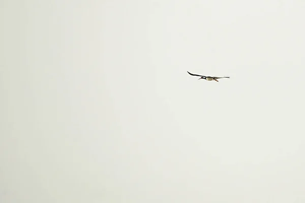 Ciconia ciconia - Der Weißstorch ist eine Vogelart aus der Familie der Ciconiidae. — Stockfoto