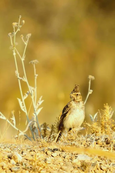 Galerida theklae - Montesina cogujada - gatunek ptaka z rodziny Alaudidae — Zdjęcie stockowe