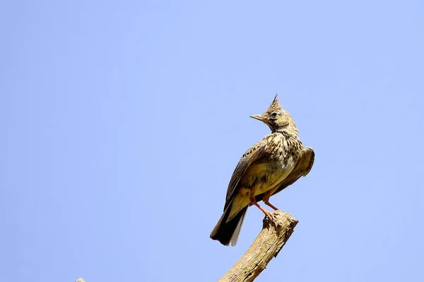 Galerida theklae La montesina cogujada es una especie de ave paseriforme de la familia Alaudidae. — Foto de Stock