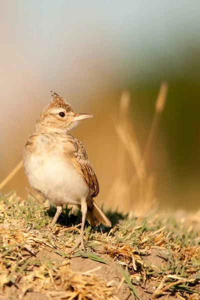 Galerida theklae -モンテシーナ・コグジャダ(montesina cogujada)は、アラウデイ科の鳥の一種。 — ストック写真