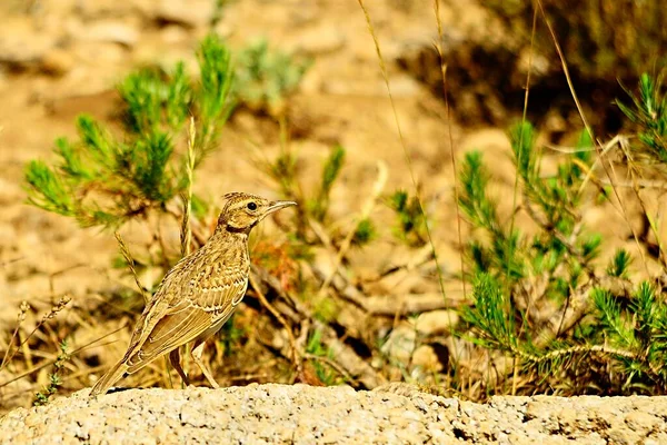 Galerida theklae -モンテシーナ・コグジャダ(montesina cogujada)は、アラウデイ科の鳥の一種。 — ストック写真