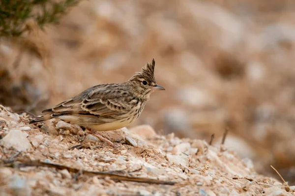 Galerida theklae - Die Montesina cogujada ist eine Vogelart aus der Familie der Alaudidae — Stockfoto