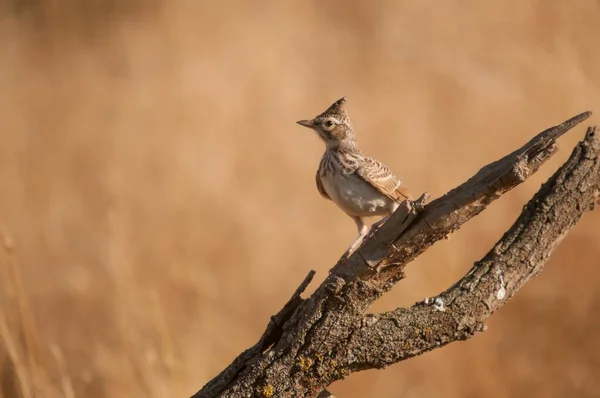Galerida theklae -モンテシーナ・コグジャダ(montesina cogujada)は、アラウデイ科の鳥の一種。 — ストック写真
