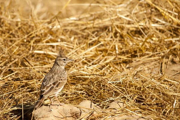 Galerida theklae - Die Montesina cogujada ist eine Vogelart aus der Familie der Alaudidae — Stockfoto