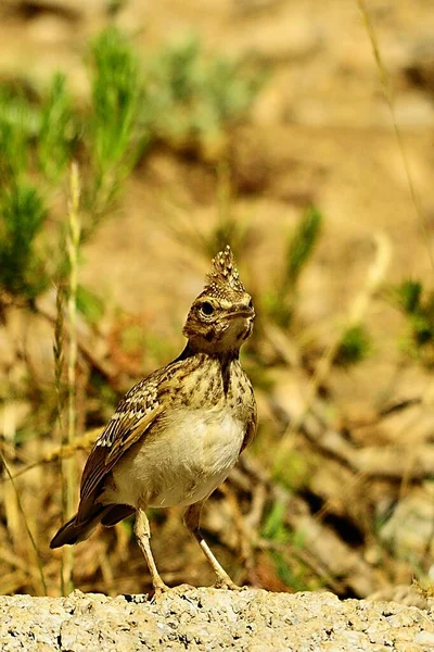 Galerida theklae - Montesina cogujada är en fågelart i familjen Alaudidae — Stockfoto