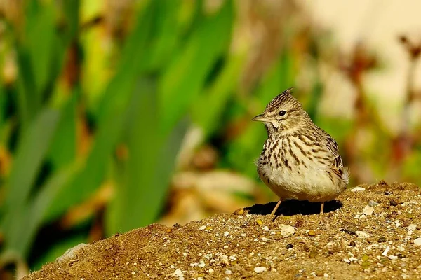 Galerida theklae - Montesina cogujada - gatunek ptaka z rodziny Alaudidae — Zdjęcie stockowe