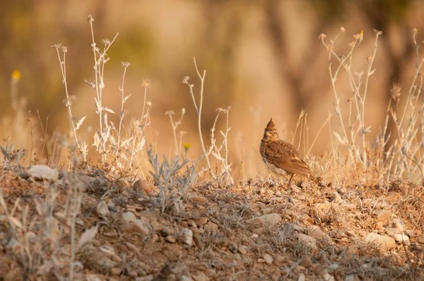 Galerida theklae -モンテシーナ・コグジャダ(montesina cogujada)は、アラウデイ科の鳥の一種。 — ストック写真