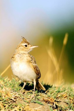 Galerida cristata - Cogujada, Alaudidae familyasından bir kuş türü..