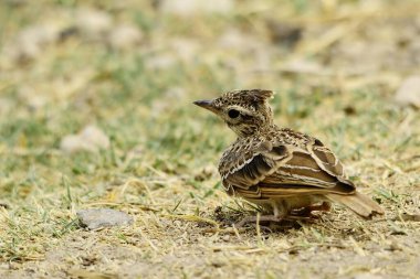 Galerida cristata - Cogujada, Alaudidae familyasından bir kuş türü..