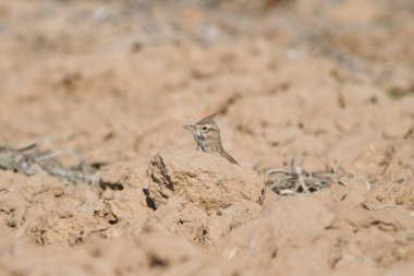 Galerida cristata - Cogujada, Alaudidae familyasından bir kuş türü..