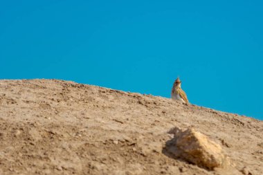 Galerida cristata - Cogujada, Alaudidae familyasından bir kuş türü..