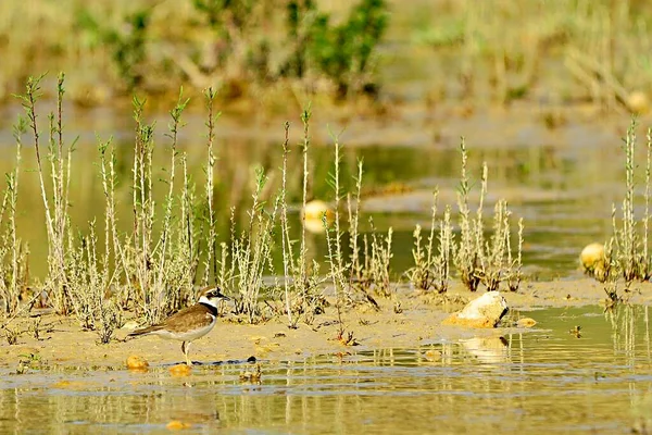 Charadrius dubius - El chorlitejo chico es una Specie de ave Charadriiforme de la familia Charadriidae — 图库照片