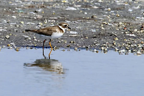 Charadrius dubius - El chorlitejo chico es una especie de ave Charadriiforme de la familia Charadriidae — Zdjęcie stockowe