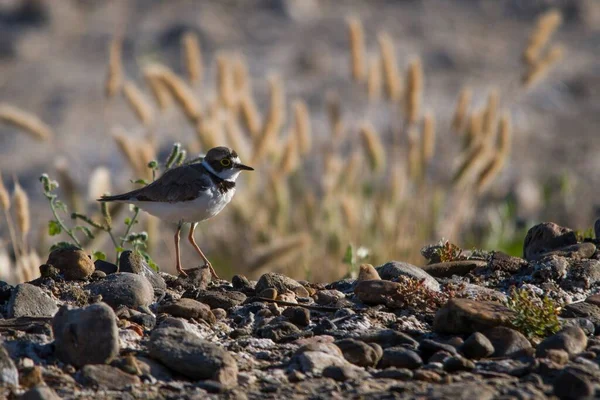 Charadrius dubius - El chorlitejo chico es una concerie de ave Charadriiforme de la familia Charadriidae — стокове фото