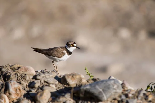 Charadrius dubius - El chorlitejo chico es una especie de ave Charadriiforme de la familia Charadriidae Nincs magyar neve — Stock Fotó