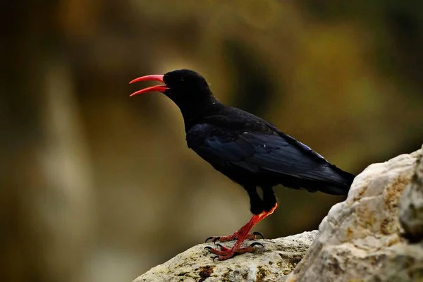 Pyrrhocorax pyrrhocorax - La chova piquirroja es una especie de ave paseriforme de la familia Corvidae. — 스톡 사진