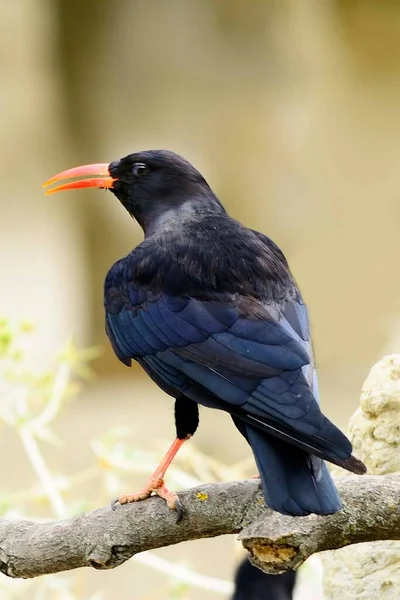 Pyrrhocorax pyrrhocorax - La chova piquirroja es una especie de ave paseriforme de la familia Corvidae. — 스톡 사진