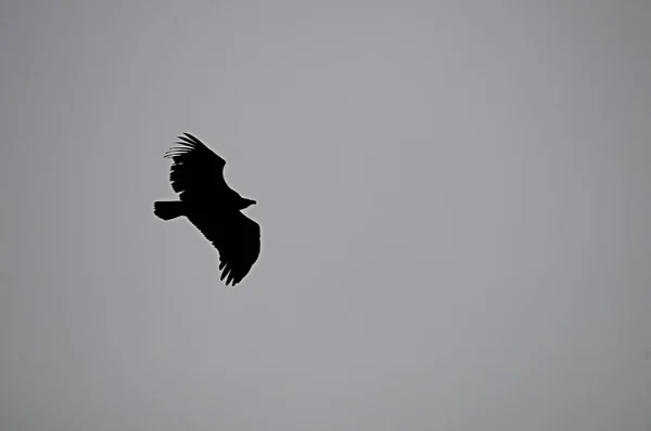 Pyrrhocorax pyrrhocorax - La chova piquirroja es una espécie de ave paseriforme de la familia Corvidae. — Fotografia de Stock