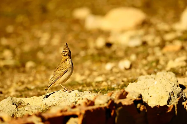Galerida cristata - La cogujada común es una especie de ave en la familia Alaudidae.. —  Fotos de Stock