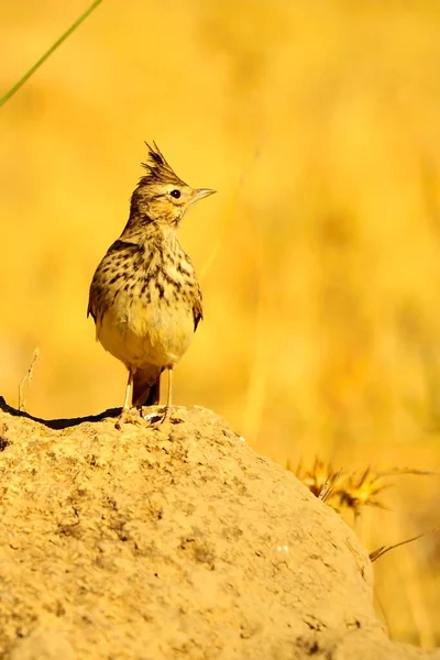 Galerida cristata é uma espécie de ave da família Alaudidae.. — Fotografia de Stock