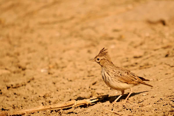 Galerida cristata - Den vanliga cogujada är en fågelart i familjen Alaudidae. — Stockfoto