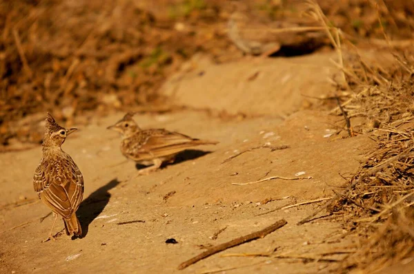 Galerida cristata - Cogujada, Alaudidae familyasından bir kuş türü.. — Stok fotoğraf