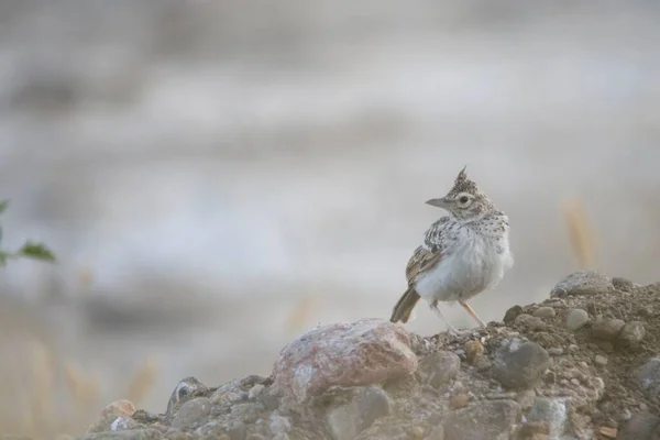 Galerida cristata - Cogujada jest gatunkiem ptaków z rodziny Alaudidae. — Zdjęcie stockowe