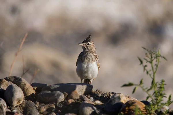 Galerida cristata - Cogujada jest gatunkiem ptaków z rodziny Alaudidae. — Zdjęcie stockowe