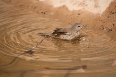 Acrocephalus Scirpaceus - The Common Carrisier - Ave Family Acrocephalidae.