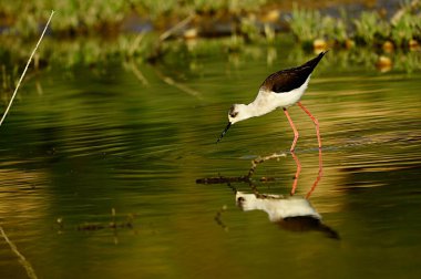 Himantopus Himantopus - yaygın kranksör, kaadriform kuş familyasından Recurvirostridae.