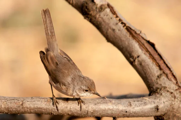 Acrocephalus Scirpacus -一般的な飼育員- Ave Family Acrocephalidae. — ストック写真