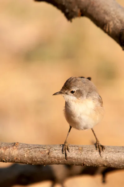 Acrocephalus Scirpaceus - The Common Carrisier - Ave Family Acrocephalidae. — Stok fotoğraf