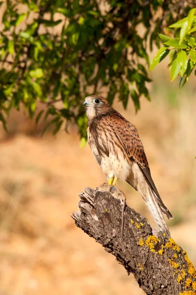 Falco Tinnunculus - Vulgar Kestrel - gatunek ptaka z rodziny koniowatych. — Zdjęcie stockowe