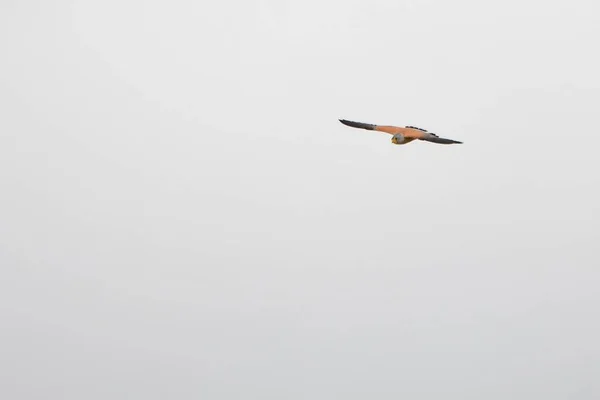 Falco Tinnunculus - The Vulgar Kestrel - вид соколиной птицы семейства Falconidae. — стоковое фото