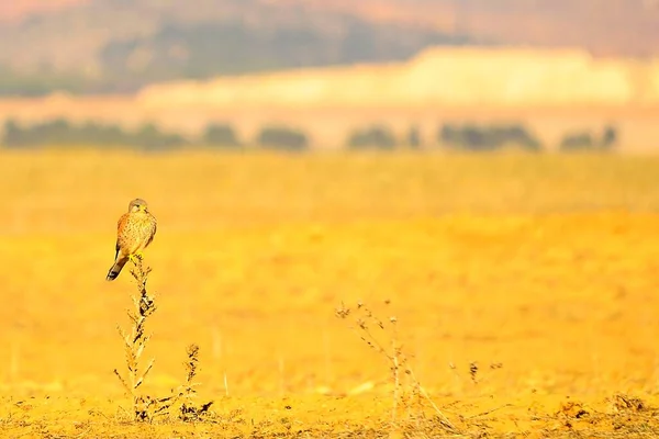 Falco Tinnunculus - The Vulgar Kestrel 은 Falconiform bird of the Falconidae 과의 일종이다.. — 스톡 사진