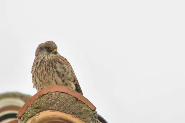 Falco Tinnunculus ("Falco Tinnunculus") is een zangvogel uit de familie Falconidae (valkachtigen).. — Stockfoto
