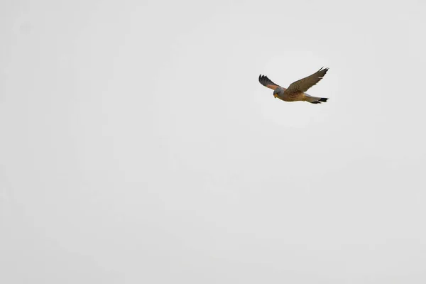 Falco Tinnunculus - The Vulgar Kestrel - вид соколиной птицы семейства Falconidae. — стоковое фото