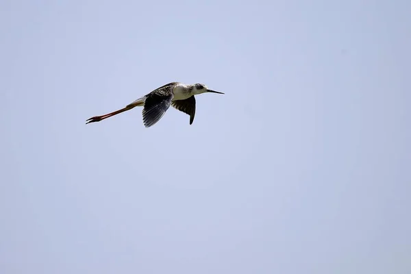 Himantopus Himantopus - Der gemeine Kranich, kastenförmiger Vogel der Familie Recurvirostridae. — Stockfoto