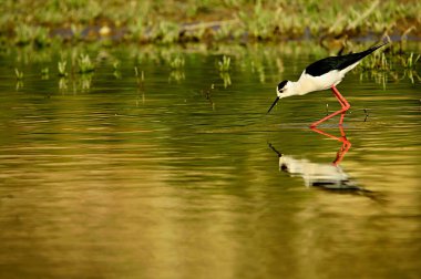 Himantopus Himantopus - yaygın kranksör, kaadriform kuş familyasından Recurvirostridae.