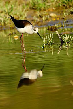 Himantopus Himantopus - yaygın kranksör, kaadriform kuş familyasından Recurvirostridae.