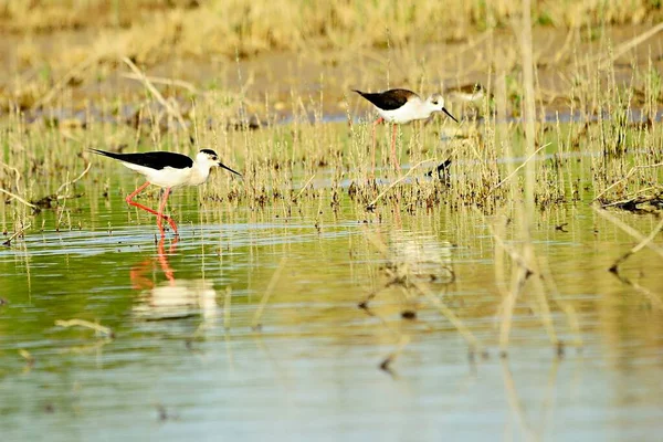 Himantopus Himantopus - Le vilebrequin commun, oiseau caadriforme de la famille des Recurvirostridae. — Photo