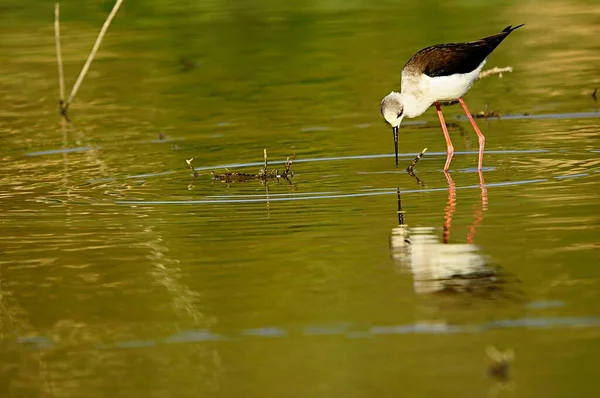 Himantopus Himantopus - Le vilebrequin commun, oiseau caadriforme de la famille des Recurvirostridae. — Photo