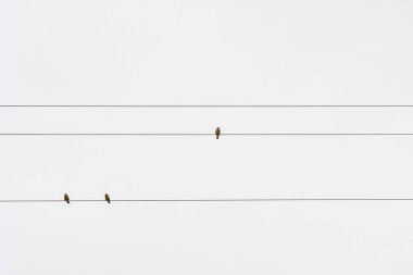 Sürü ya da bant, ya da sürü, aynı türden kuşlar..