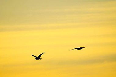 Sürü ya da bant, ya da sürü, aynı türden kuşlar..