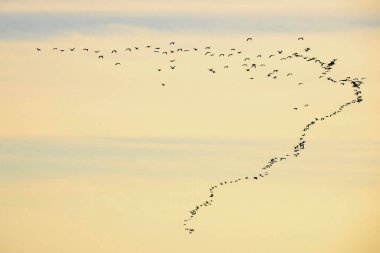 Sürü ya da bant, ya da sürü, aynı türden kuşlar..