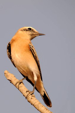 Anthus campestris - Motacillidae familyasından gelip geçen bir kuş.