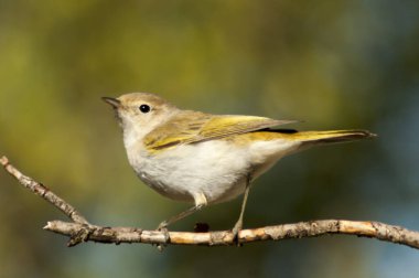 Anthus campestris - Motacillidae familyasından gelip geçen bir kuş.