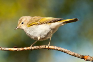 Anthus campestris - Motacillidae familyasından gelip geçen bir kuş.